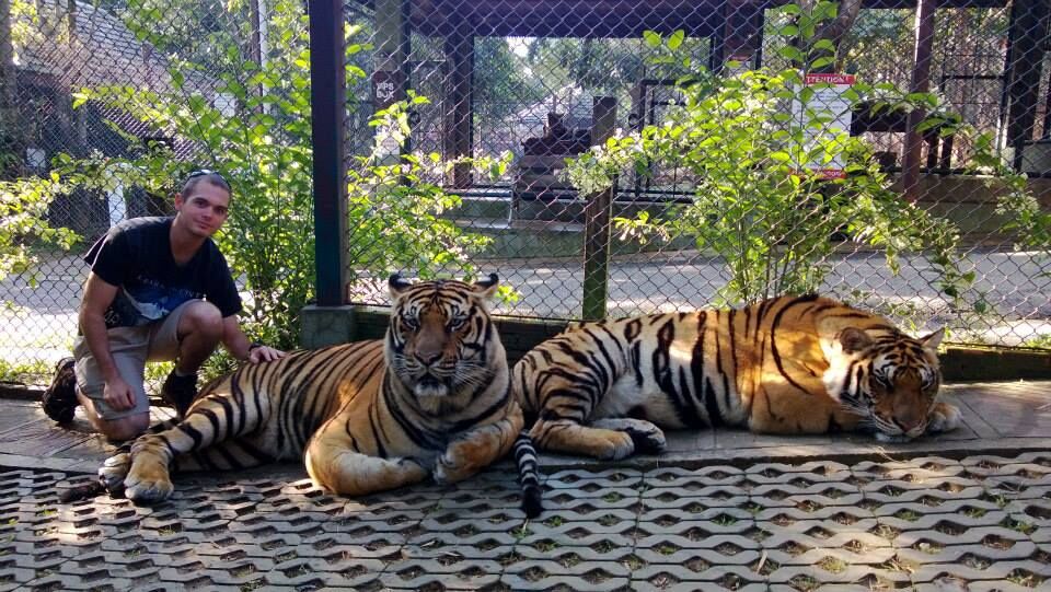 Sean Liebman with tigers